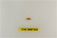 藏品(拉氏清溪蟹)的圖片